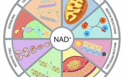 NAD+ IV Treatment: A game changer